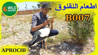 إطعام اللقلوق صغير اللقلاق morocco berkane storks [upl. by Howlond]