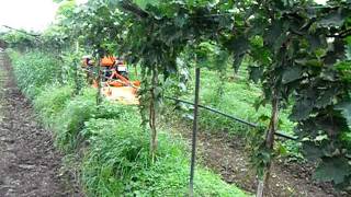 Kubota B2420 with rotary tiller in a vineyard at Pimpalgaon Baswant Nashik [upl. by Eivod]