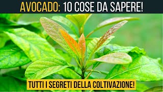 10 cose da SAPERE prima di COLTIVARE un AVOCADO 🥑 Food Stories [upl. by Goodrich]