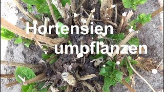 Hortensien umpflanzen Hortensien verpflanzen Wann Hortensien umsetzen pflanzen einpflanzen [upl. by Bengt238]