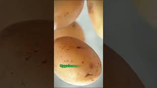 Bağırsak Temizleyen Patates Kürü Nasıl Yapılır ❓🥔👍 ibrahimsaraçoğlu faydatv patates [upl. by Leirrad]