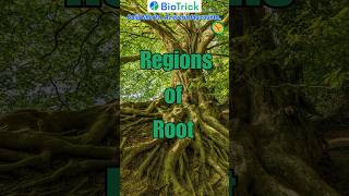 What are the different regions of Root… Morphology  Flowering Plants  Class 11 Biology neet [upl. by Haikan575]