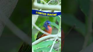 🌈 Natures Canvas The Dazzling Palette of the Painted Bunting 🌈 shorts paintedbunting natures [upl. by Flavian]