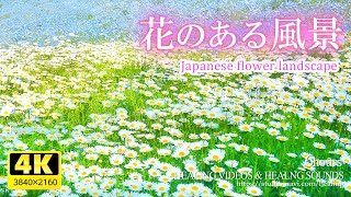 【癒し】花のある風景6時間／疲れた心身の回復・リラックス・勉強中や作業用、目覚めの朝に、眠れない夜にもどうぞ。Beautiful flower landscape [upl. by Ahtelahs658]