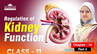 Regulation of Kidney Function  Class 11  Chapter 16 Part 3 Nephron ExcretorySystem [upl. by Zamir]