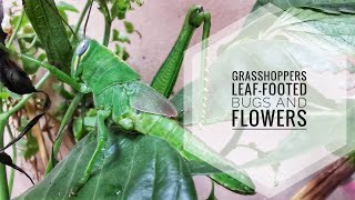 Grasshoppers Leaffooted Bugs and Flowers [upl. by Quiteri]