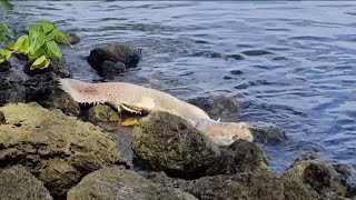 Amazonian quotriver monsterquot discovered in the Caloosahatchee River [upl. by Chambers]