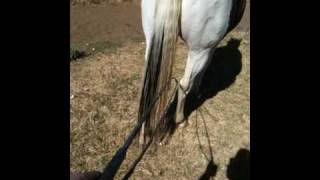 Bamboo Stick Horse TrainingSail Rope amp Rope Halters Roper 1 of 3  Rick Gore Horsemanship [upl. by Cohlette792]