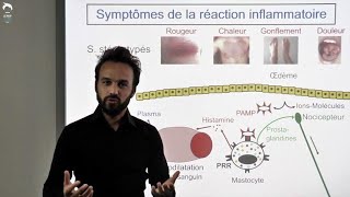 Symptômes de la réaction inflammatoire [upl. by Kaila]