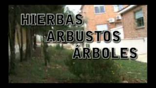 Las Plantas Hierbas Arbustos y Árboles [upl. by Namara610]