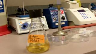 How to Pour Agar Plates [upl. by Gall716]