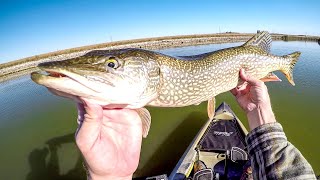 Spinnerbait Pike Fishing [upl. by Herates258]