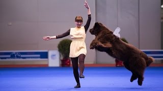 Танцы с собаками quotЕвразия 2014quot Dog Dancing Canine Freestyle [upl. by Whetstone360]