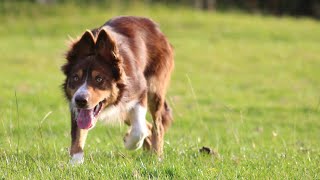 Lot 76 Whiteley Jed 2924 – 4924 Farmers Marts Dolgellau Online Sheepdog Auction [upl. by Ahcsas355]