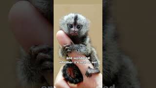 Pygmy Marmoset  The Finger Monkey [upl. by Yesdnil]