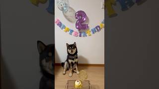 1日遅れでお誕生日ケーキを食べる、まろ。黒柴柴犬お誕生日shibainushiba [upl. by Sito]