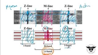 Sarcomere Skeletal muscle Smooth muscle Sarcoplasmic etc  USMLE Step 1 Ace [upl. by Elatia]