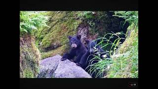 Black Bear Spring Cubs Visit the River at Anan Lower Falls 7242024 exploreorg [upl. by Naffets739]