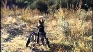 German Shepherd Annabelle Walkin Wheels Dog Wheelchair [upl. by Horodko]