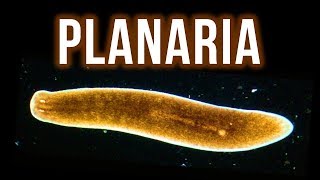 How to Get Rid of Planaria – 4 Proven Methods [upl. by Ilyk645]