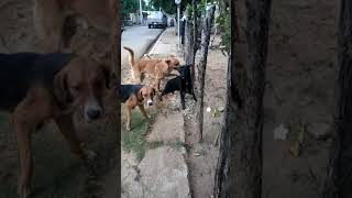 Pelea callejera los cachorro🐶🐶 [upl. by Asiek]