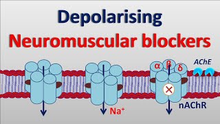 Depolarising neuromuscular blockers [upl. by Dorcea408]