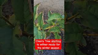 Cherry Tree Starting to Witherplantgardeningcherrytreetrendingviralshortsfruittreesvideo [upl. by Alyal]