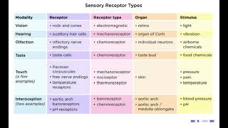 Sensory Receptors  Chemoreceptors  noorpharmacylectures8513 [upl. by Wise]