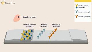 How a Rapid Virus Antigen Test Works [upl. by Eiclud267]