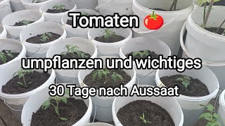 Tomaten 🍅 umpflanzen und wichtiges 30 Tage nach Aussaat [upl. by Atsahc]