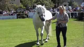 Connemara Pony Show [upl. by Ennagroeg206]