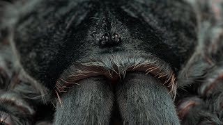 Close up of Grammostola iheringi using her fangs [upl. by Ennahgem518]