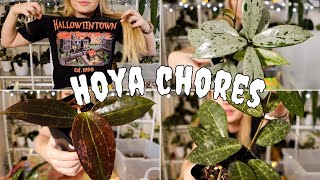 hoya plant chores for Halloween 🎃👻 props repots trellises amp more [upl. by Eneloj]