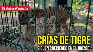 Crías de tigre de bengala que nacieron en África BioZoo pesan ya más de 6 kilos [upl. by Dorise304]