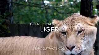 Liger facts 12 Facts about the Liger [upl. by Mariquilla584]