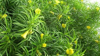 How to Grow Yellow Kaner  Oleander by Seeds  Easy Way to Grow Kaner by Seeds [upl. by Ive]