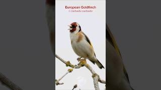 European Goldfinch singing on a hazy Summer morning shorts [upl. by Laurinda]