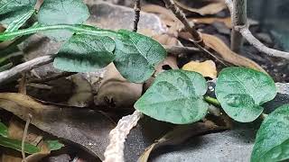 Dekays brown snake breeding [upl. by Euton667]