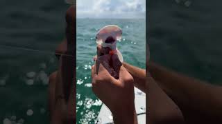 I CAUGHT A BABY SHARK [upl. by Mumford]