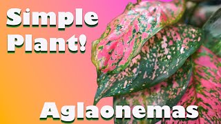 How to Grow Aglaonema  Easy Houseplants Chinese Evergreens [upl. by Megen]