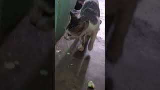 Cat lover billi ko bhukh laga hai cat catlover catshorts cats catvideos [upl. by Norda]