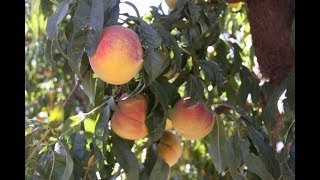 Benefits of Subsurface Drip Irrigation in the Orchard [upl. by Elyssa936]