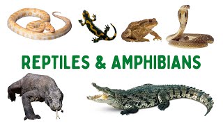 Reptiles And Amphibians Name In English  Amphibians Animals Name  Names Of Reptiles In English [upl. by Shantha]