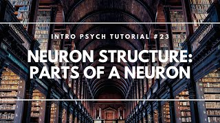 Neuron Structure  Parts of a Neuron Intro Psych Tutorial 23 [upl. by Carrel]