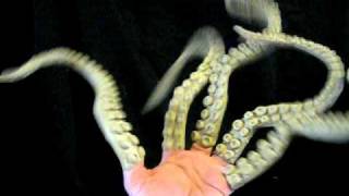 octopus tentacle finger glove Halloween Scary Costume [upl. by Sitnerp]