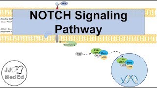 Notch Signaling Pathway  Purpose and Mechanism [upl. by Aivatan330]