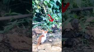 cat ka shikar foryou subscribe shortsfeed trending cat rat viralvideo newyoutube [upl. by Anawait541]