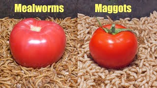 Mealworms vs Maggots Tomato Fight Time Lapse 🍅 [upl. by Gudrun69]