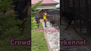 cek reels crowded dog roti rottweiler cat doglover rottweilerpuppy rottweilerpuppy ghdog [upl. by Treacy]