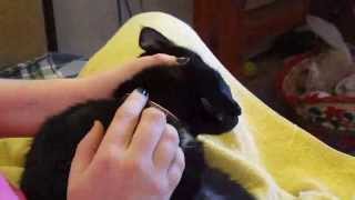 Treating various foster cats for ringworm [upl. by Naiva]